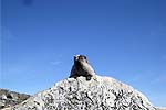 Marmot in den Rocky Mountains
