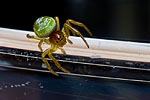 Spinne (Größe 3mm) Makro 1